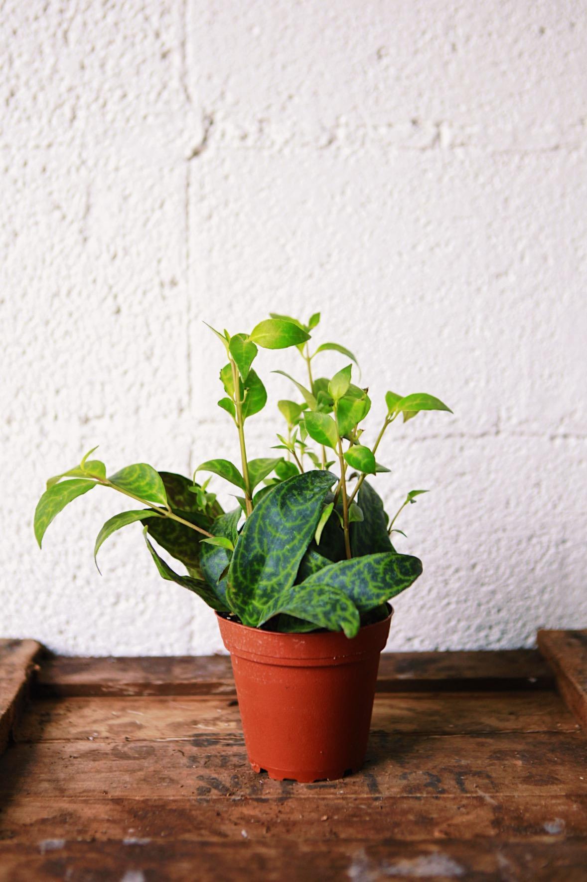 Zebra Lipstick Plant