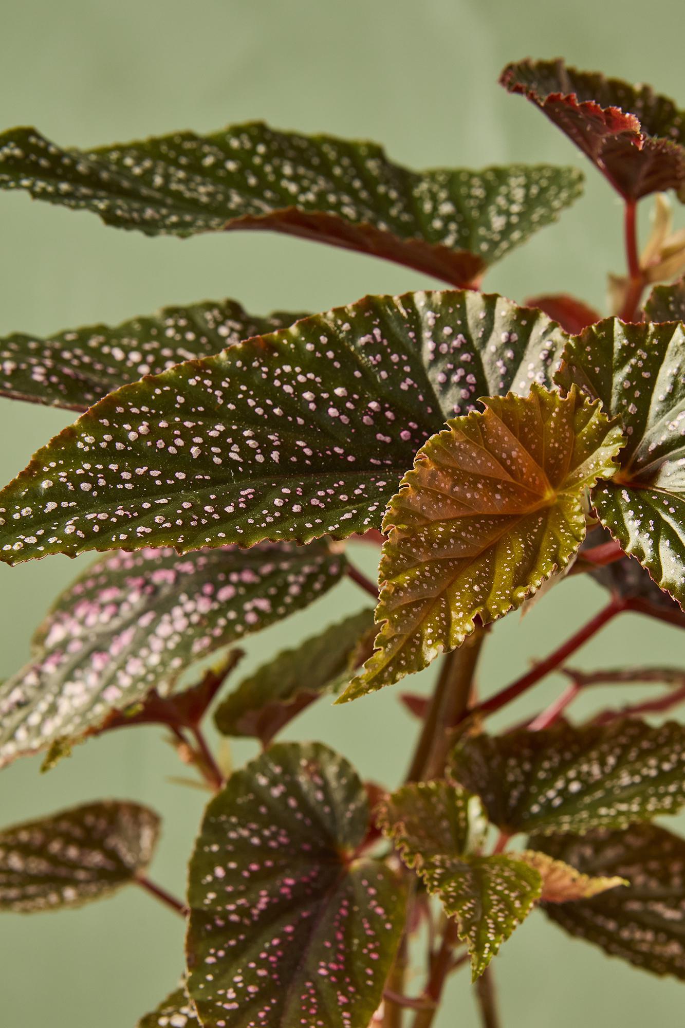 Begonia 'Benigo'