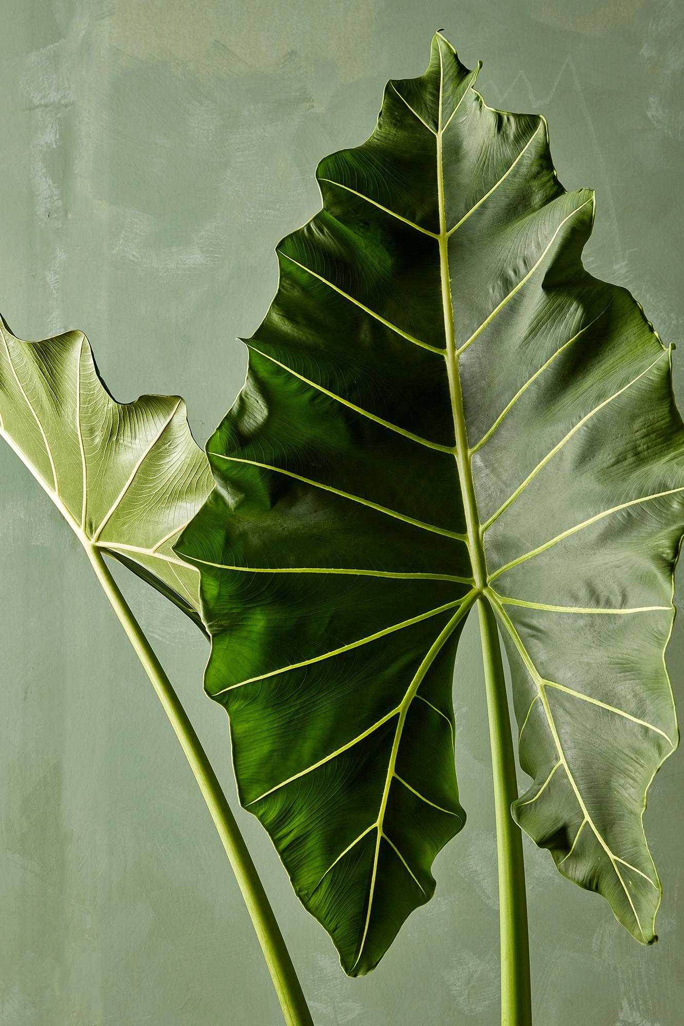 Alocasia 'Sarian'