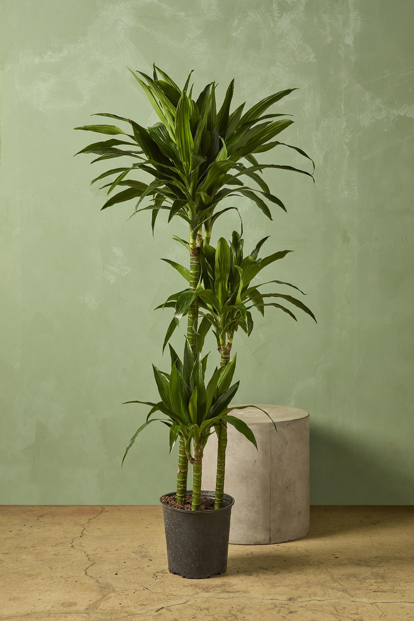 Dracaena 'Miguelito'