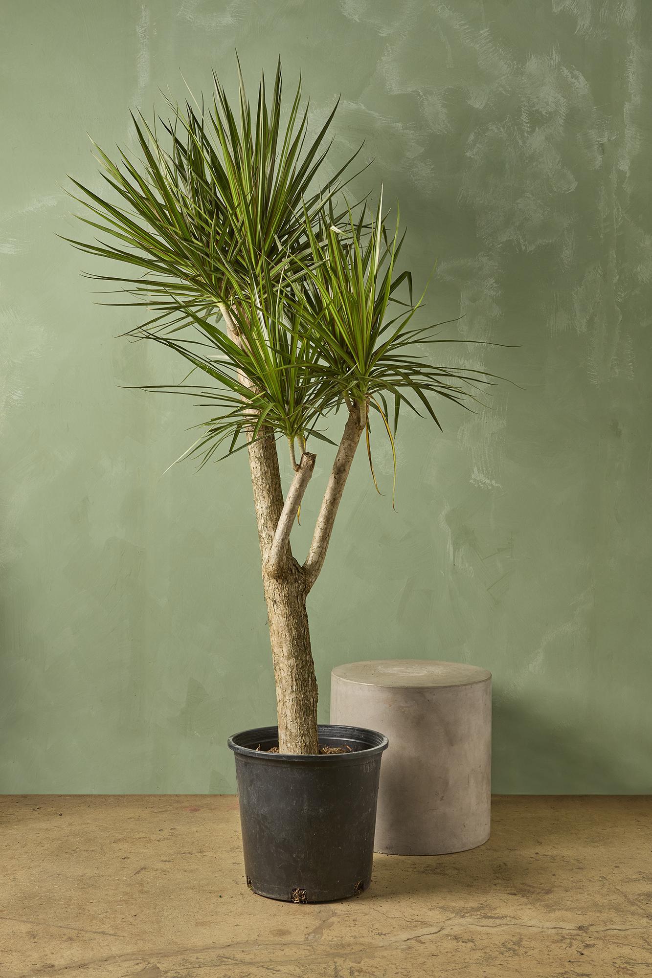 Dracaena Marginata Stump