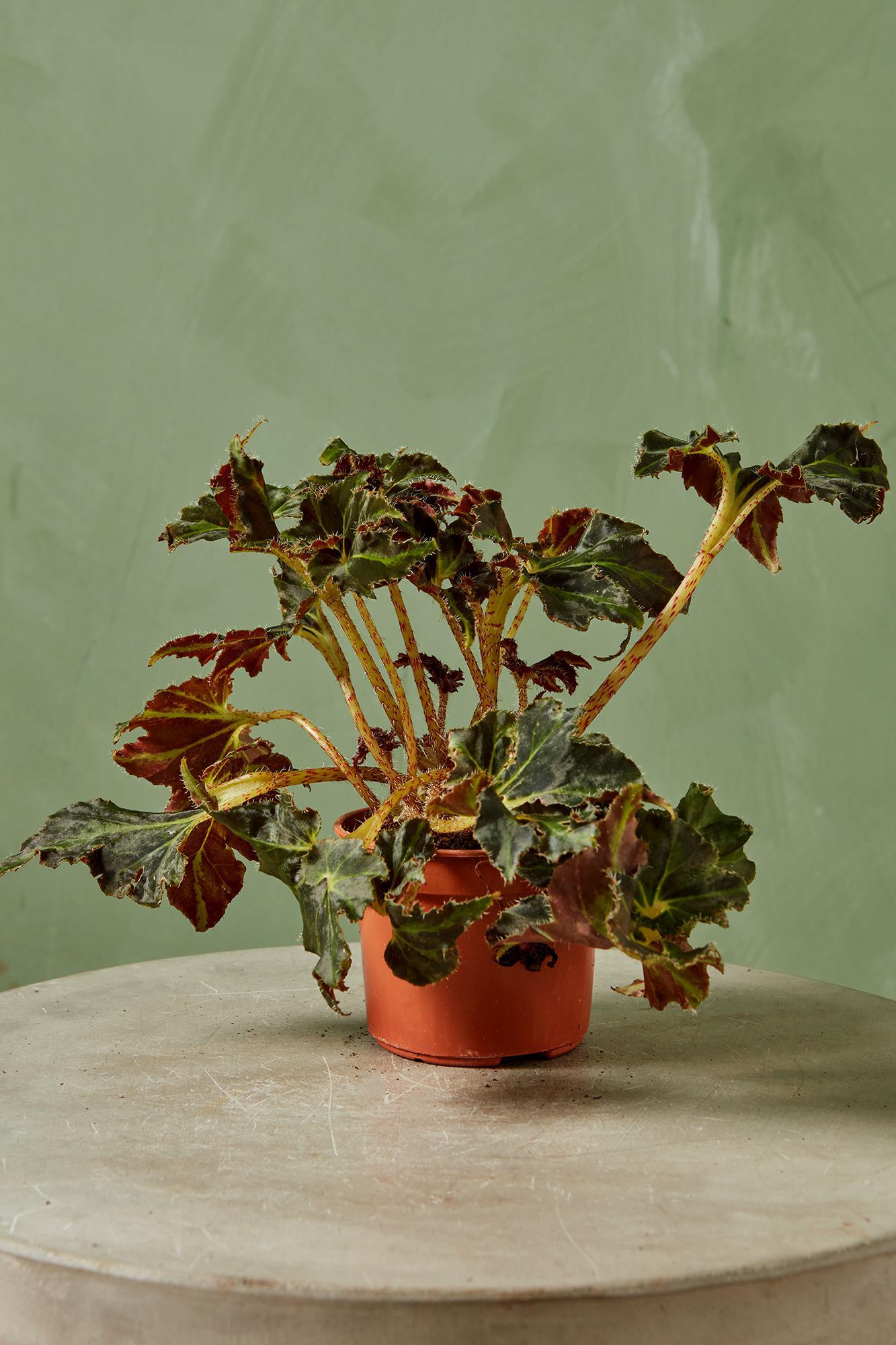 Rex Begonia 'Evy'