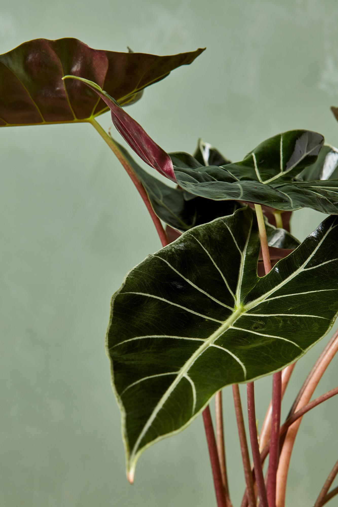 Alocasia 'Dragon's Tooth'