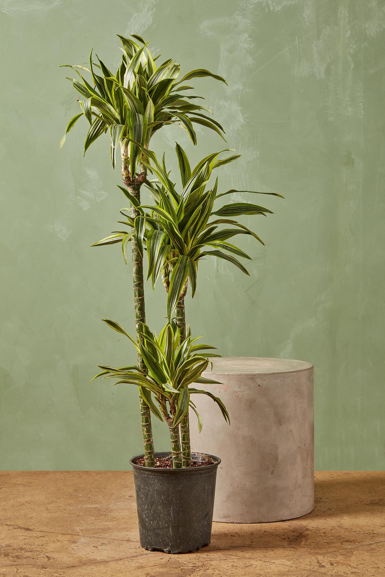 Dracaena 'Warneckii Lemon Lime'