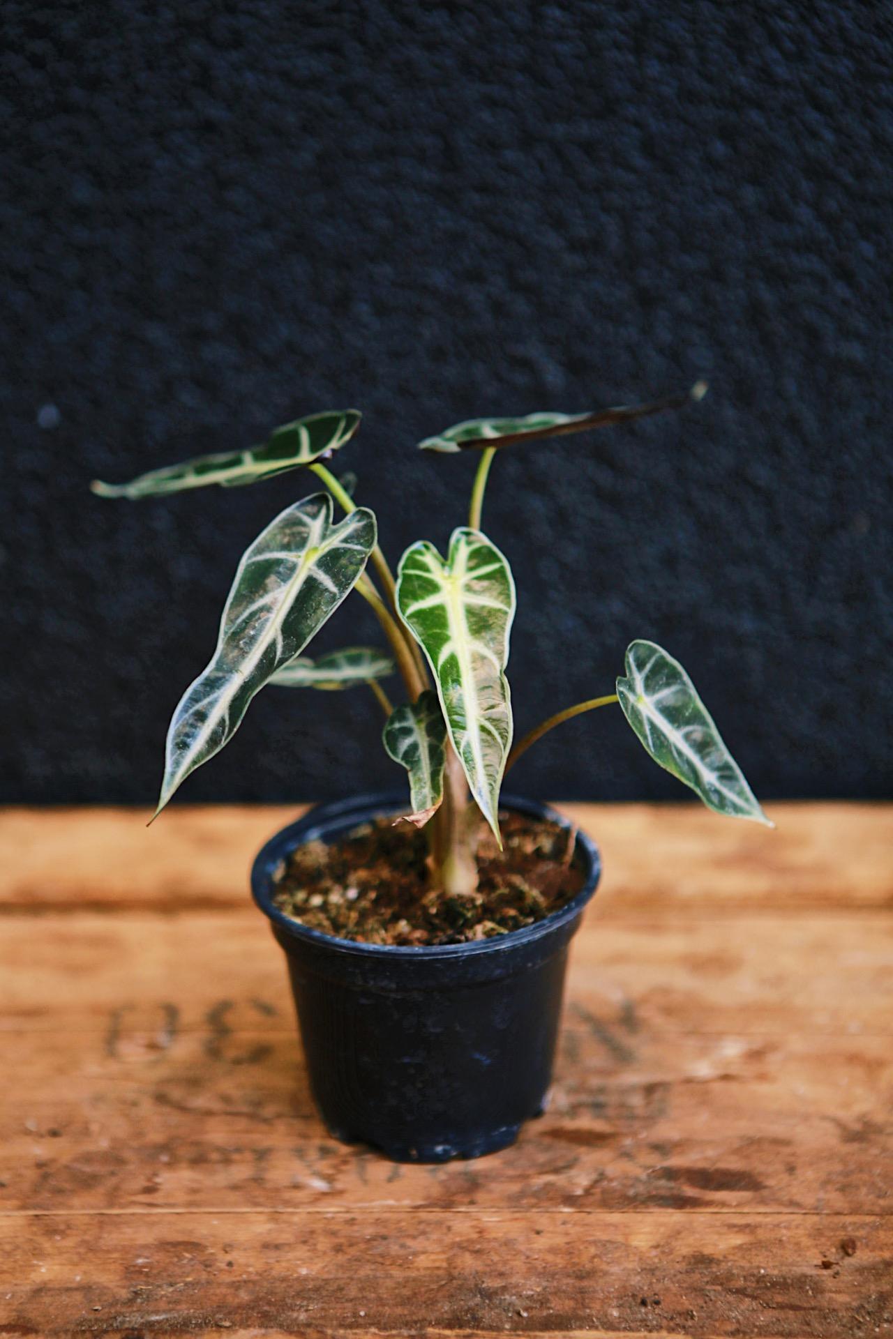 Alocasia 'Bambino'