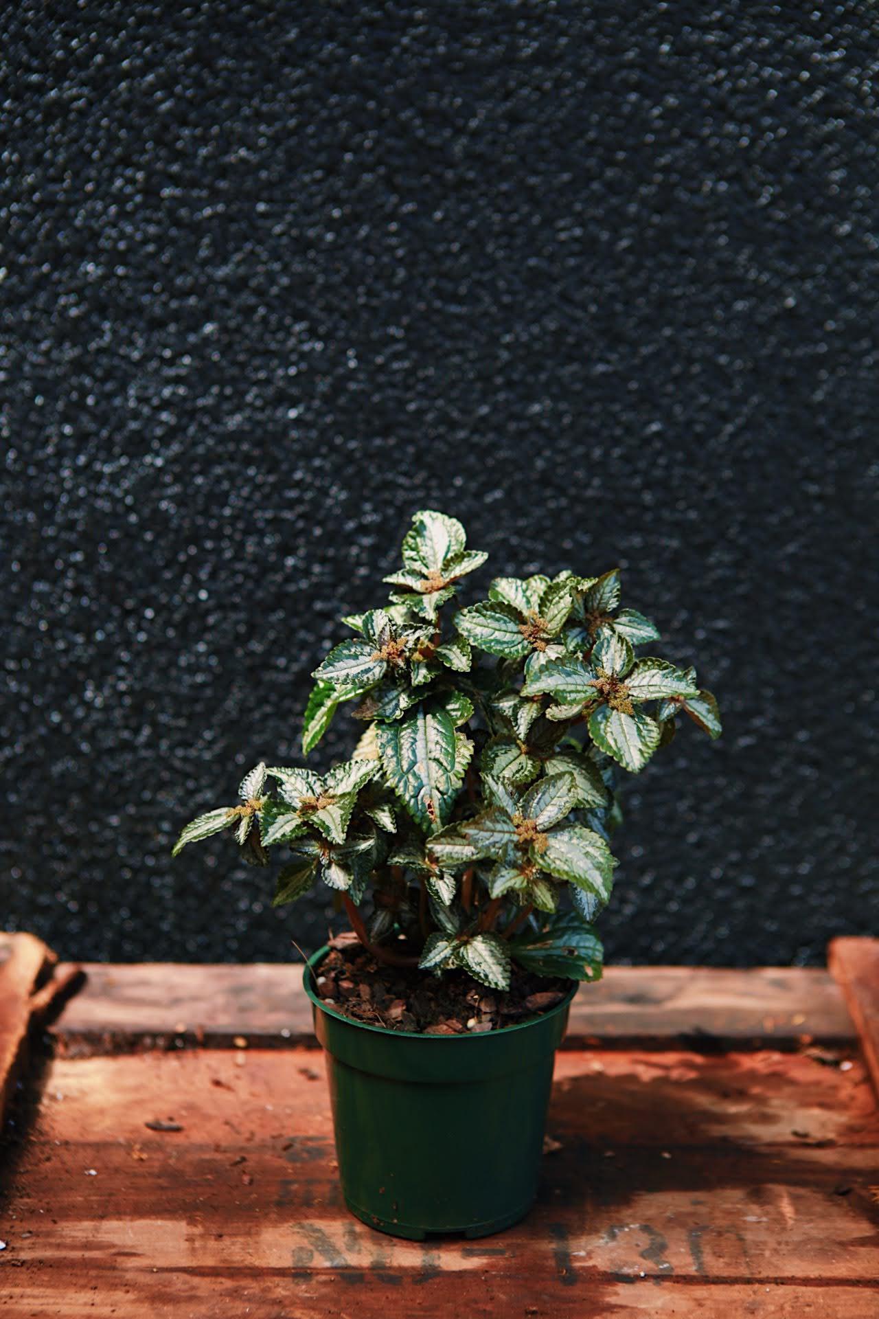 Bronze Pilea