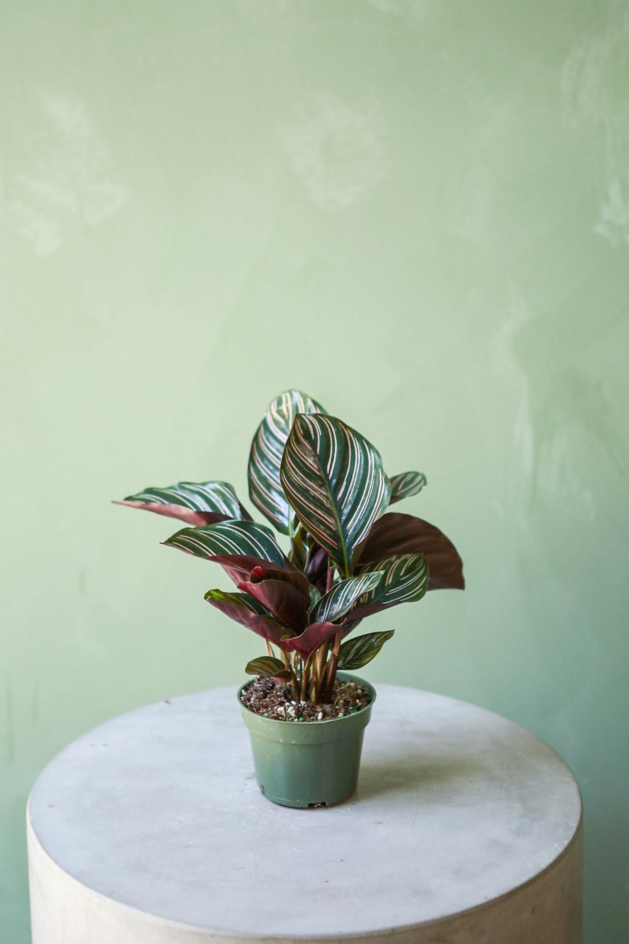 Calathea Ornata