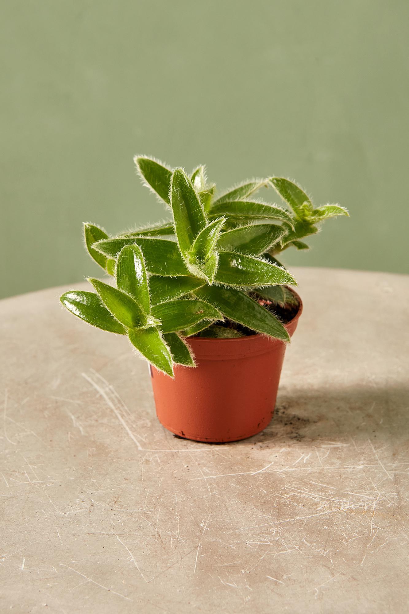 Tradescantia 'Kitten Ears'