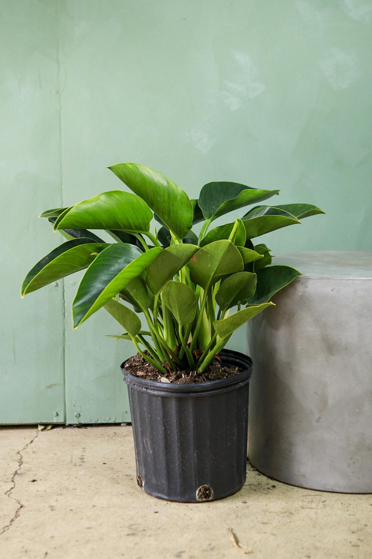 Philodendron 'Green Princess'