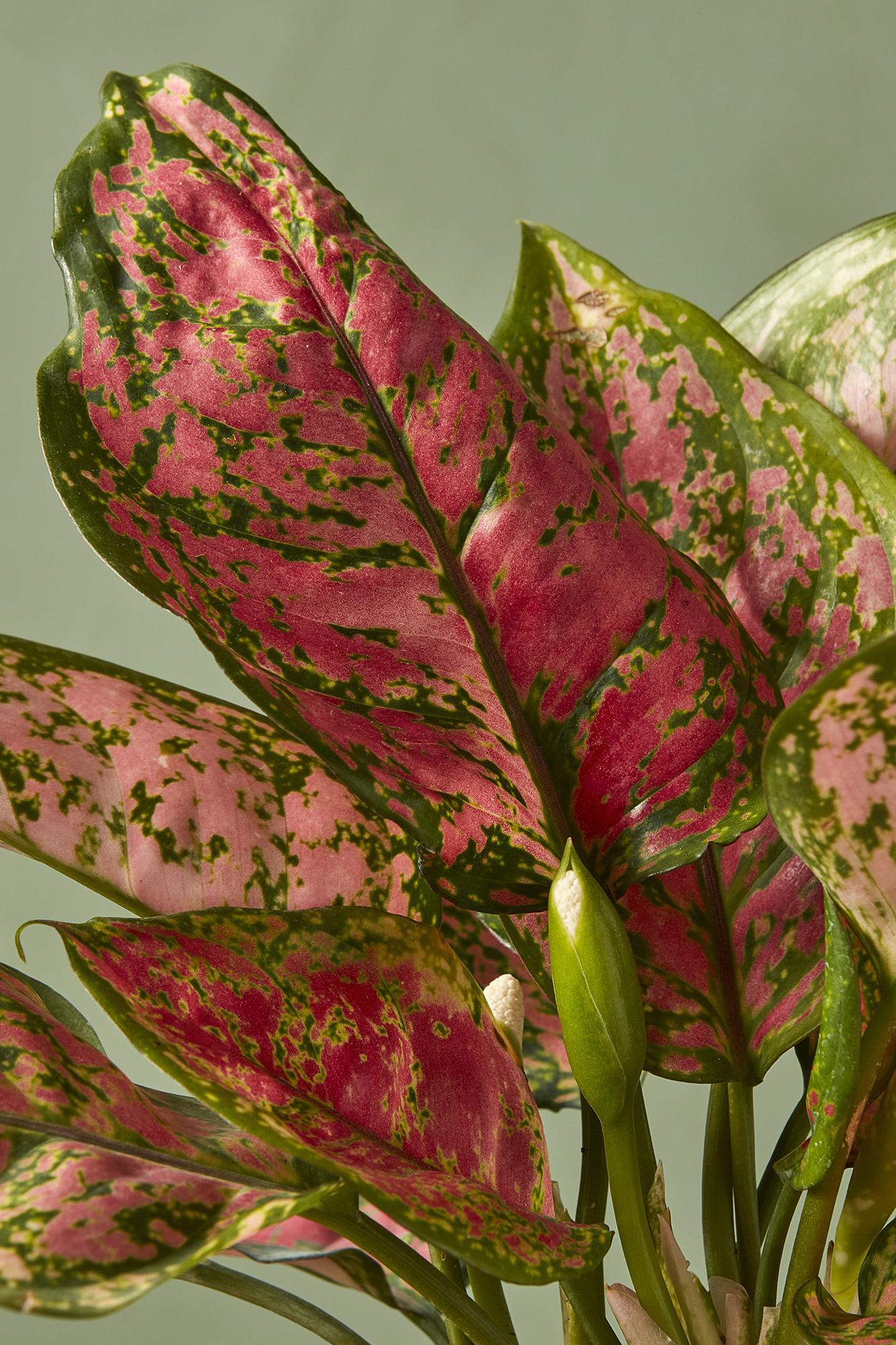 Aglaonema 'Ruby Ray'