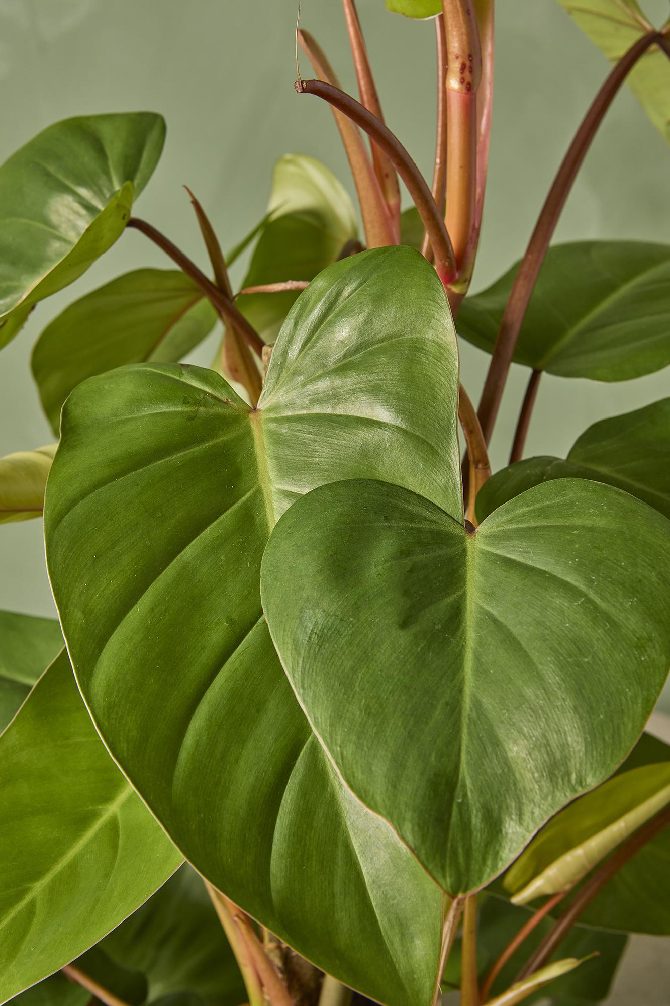 Philodendron 'Red Emerald'