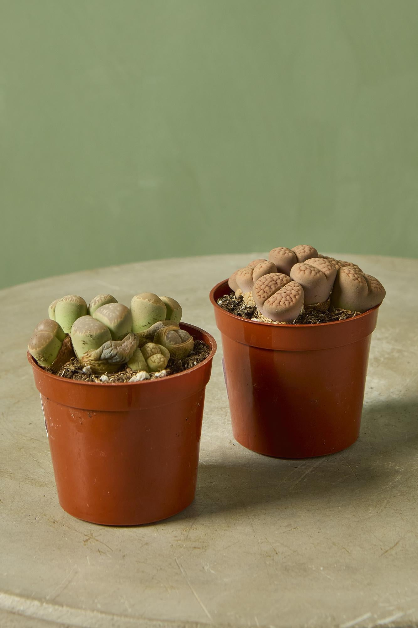 Lithops