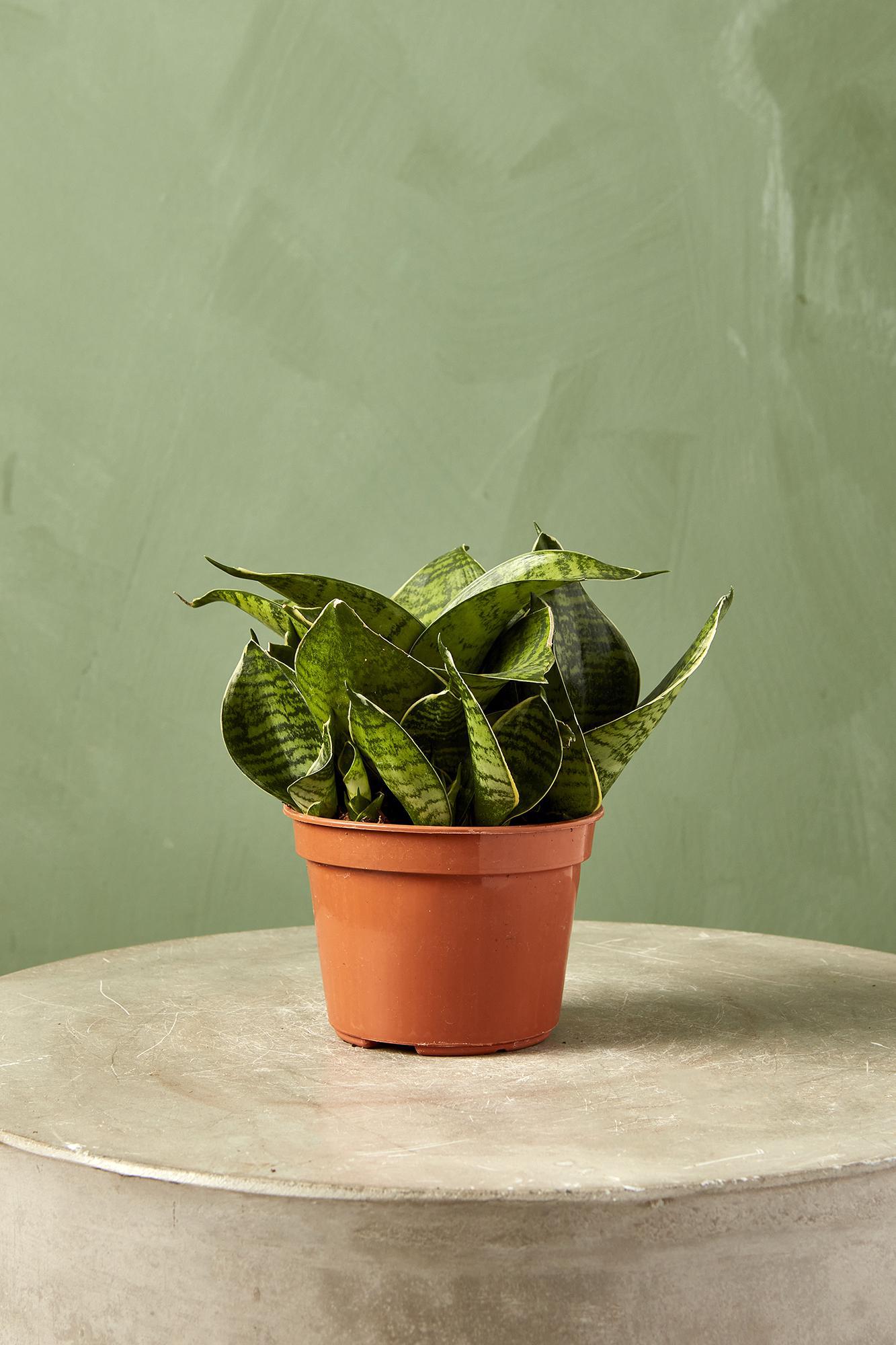 Snake Plant 'Forest Star'