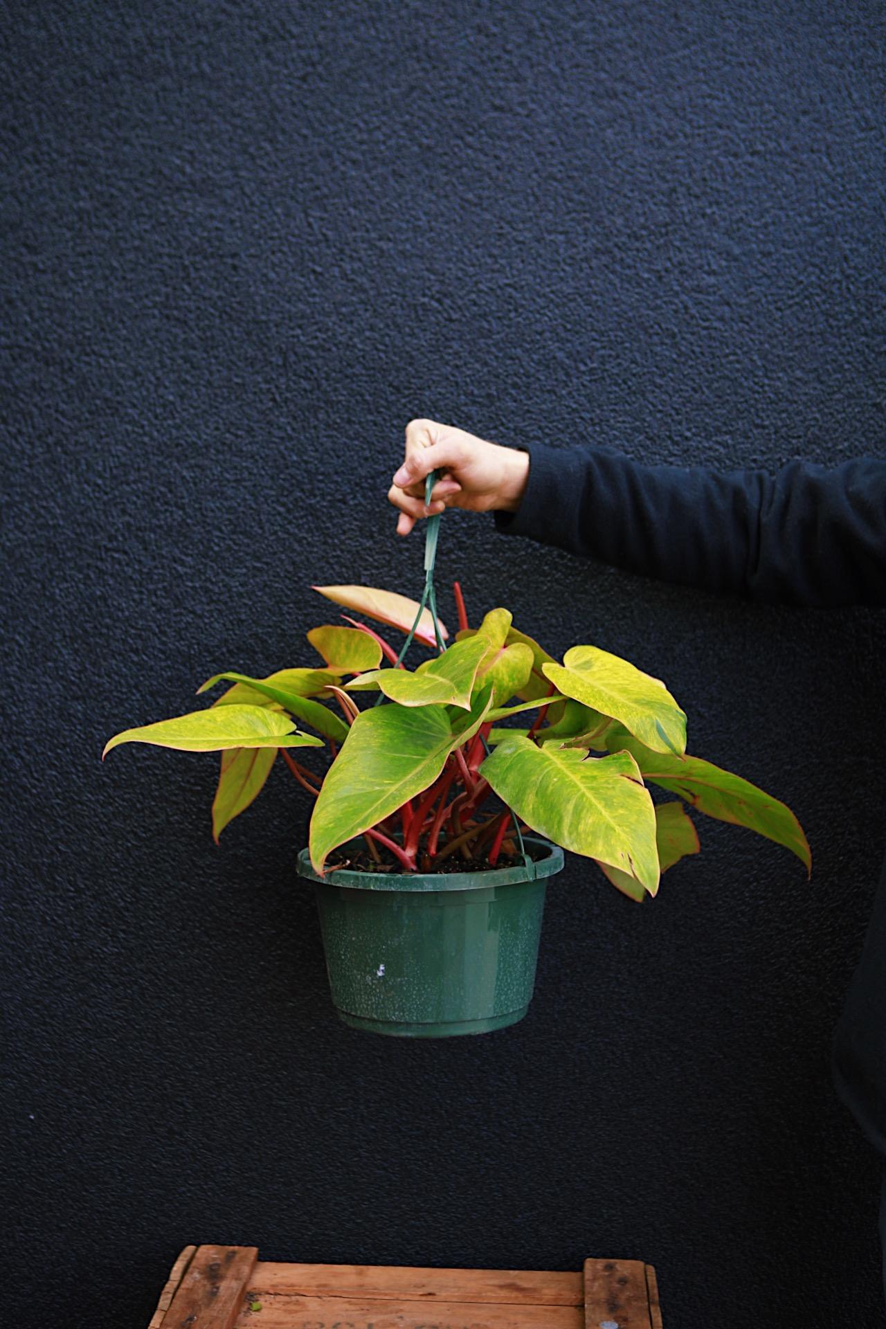 Philodendron 'Painted Lady'