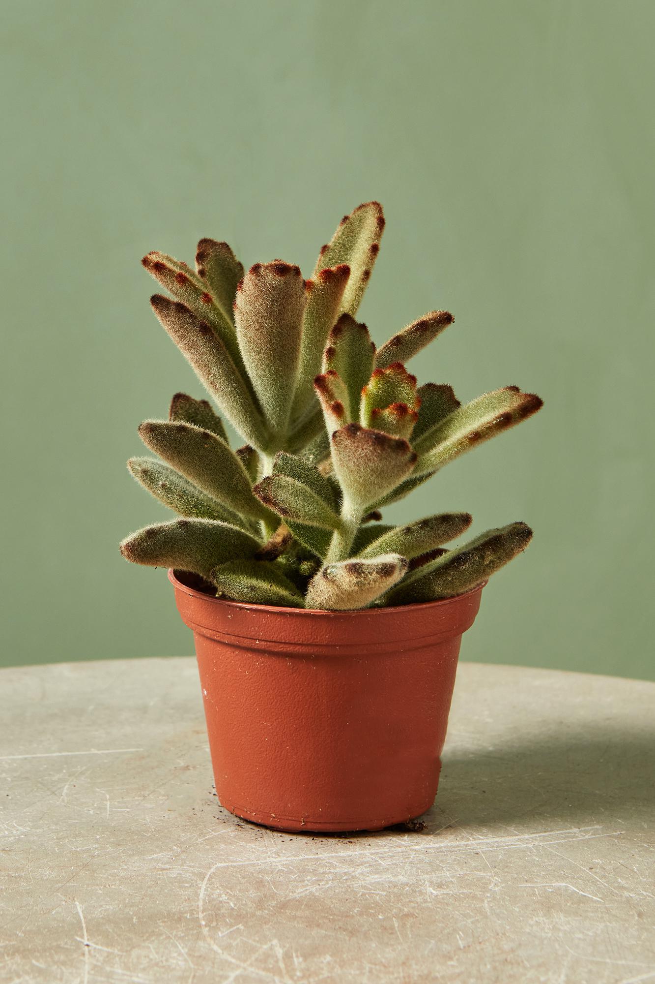 Kalanchoe 'Chocolate Soldier'