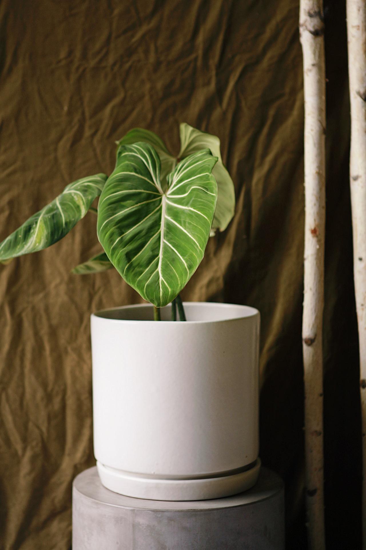 Velvet Philodendron