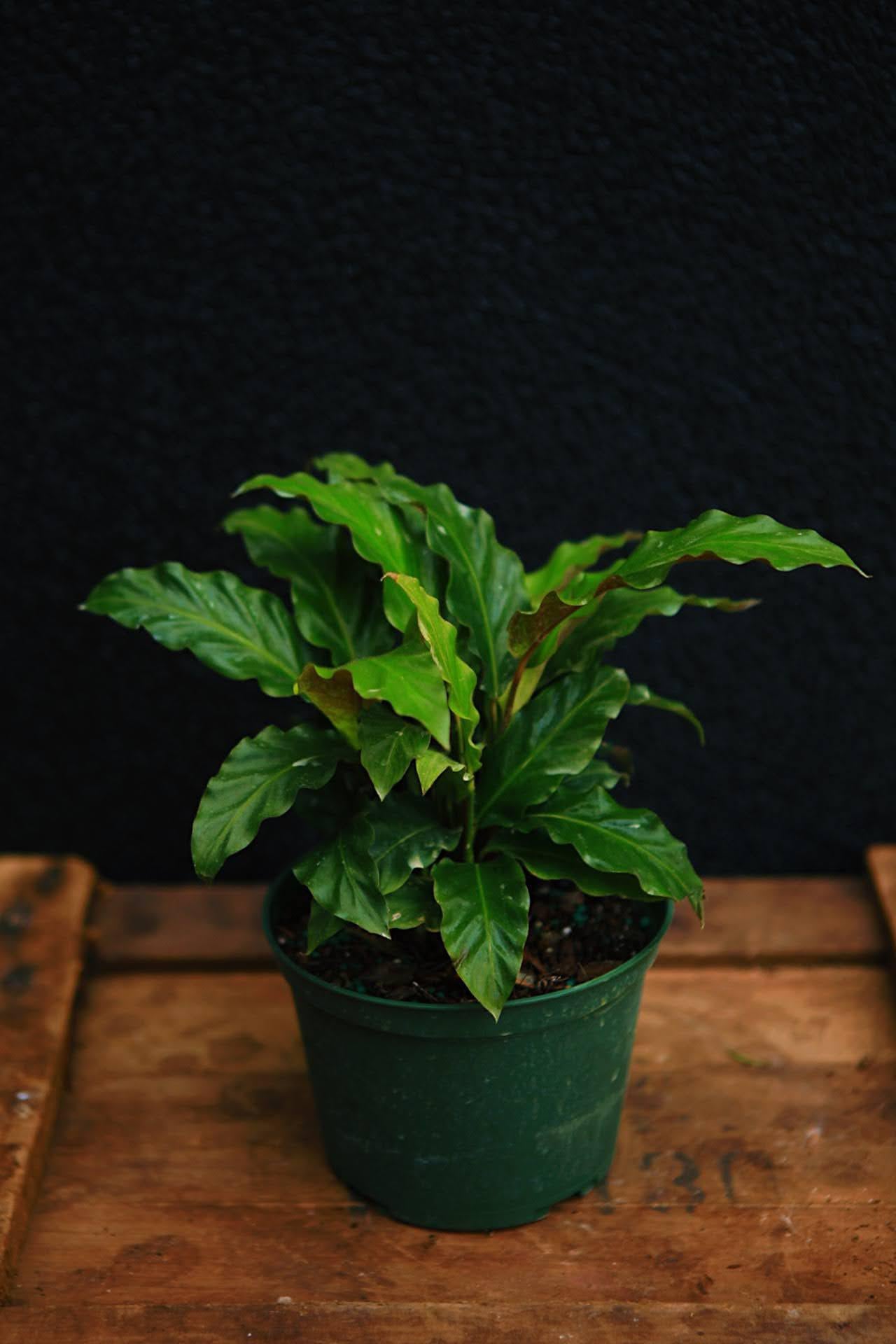 Furry Feather Calathea