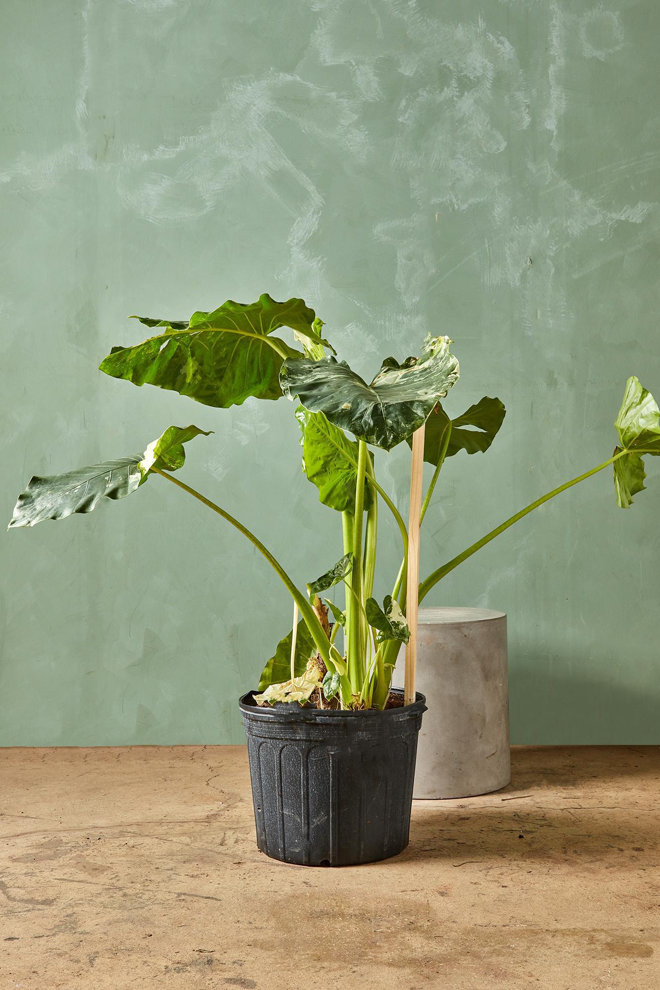 Alocasia macrorrhiza variegata