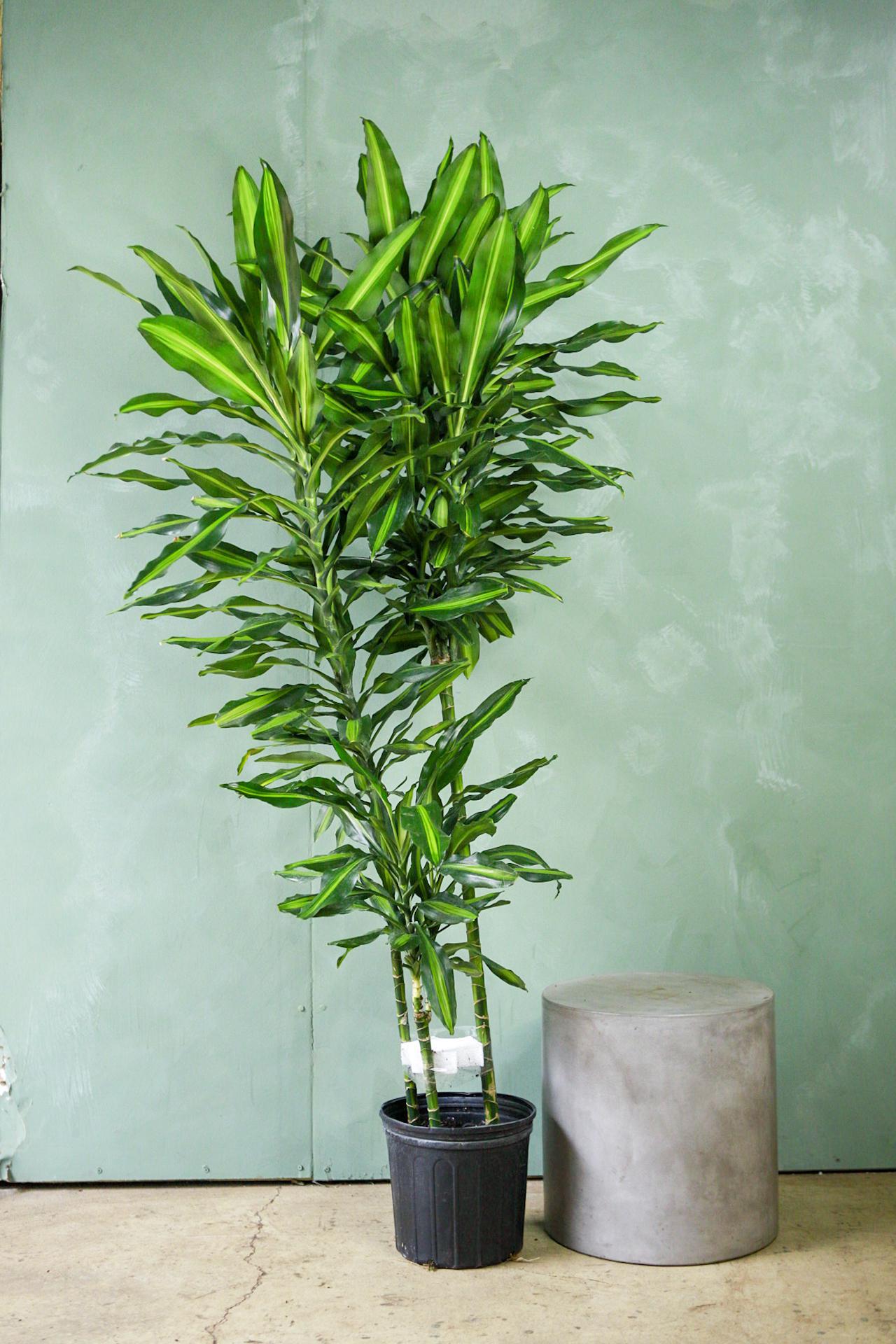 Dracaena 'Cintho'