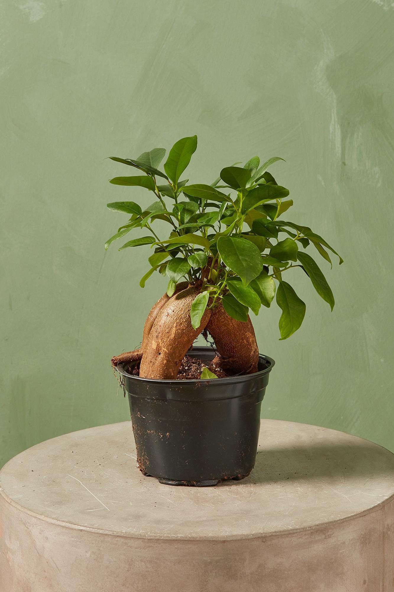 Ginseng Ficus