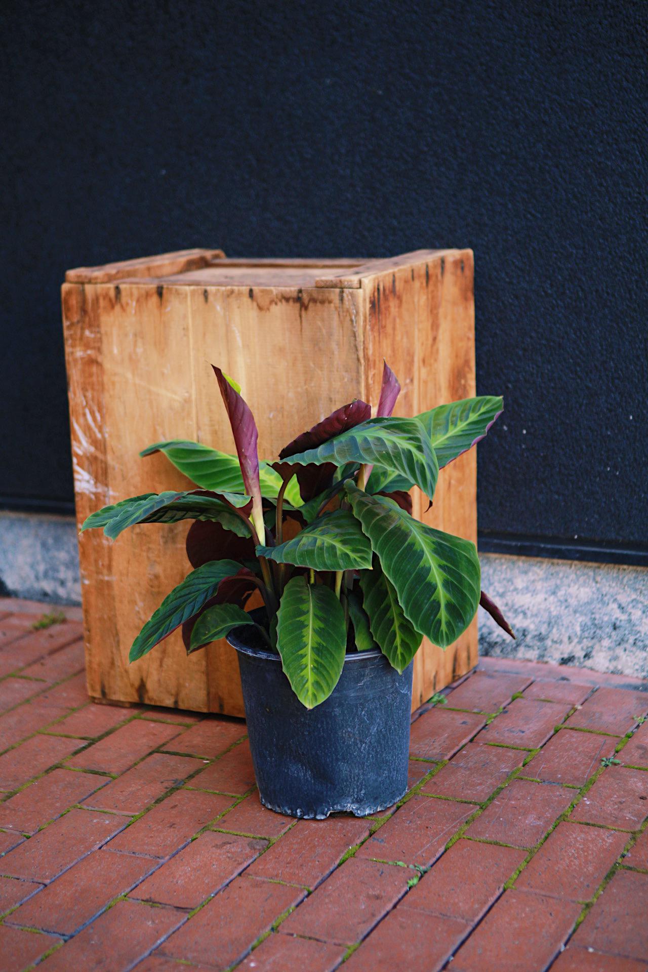 Calathea Jungle Velvet