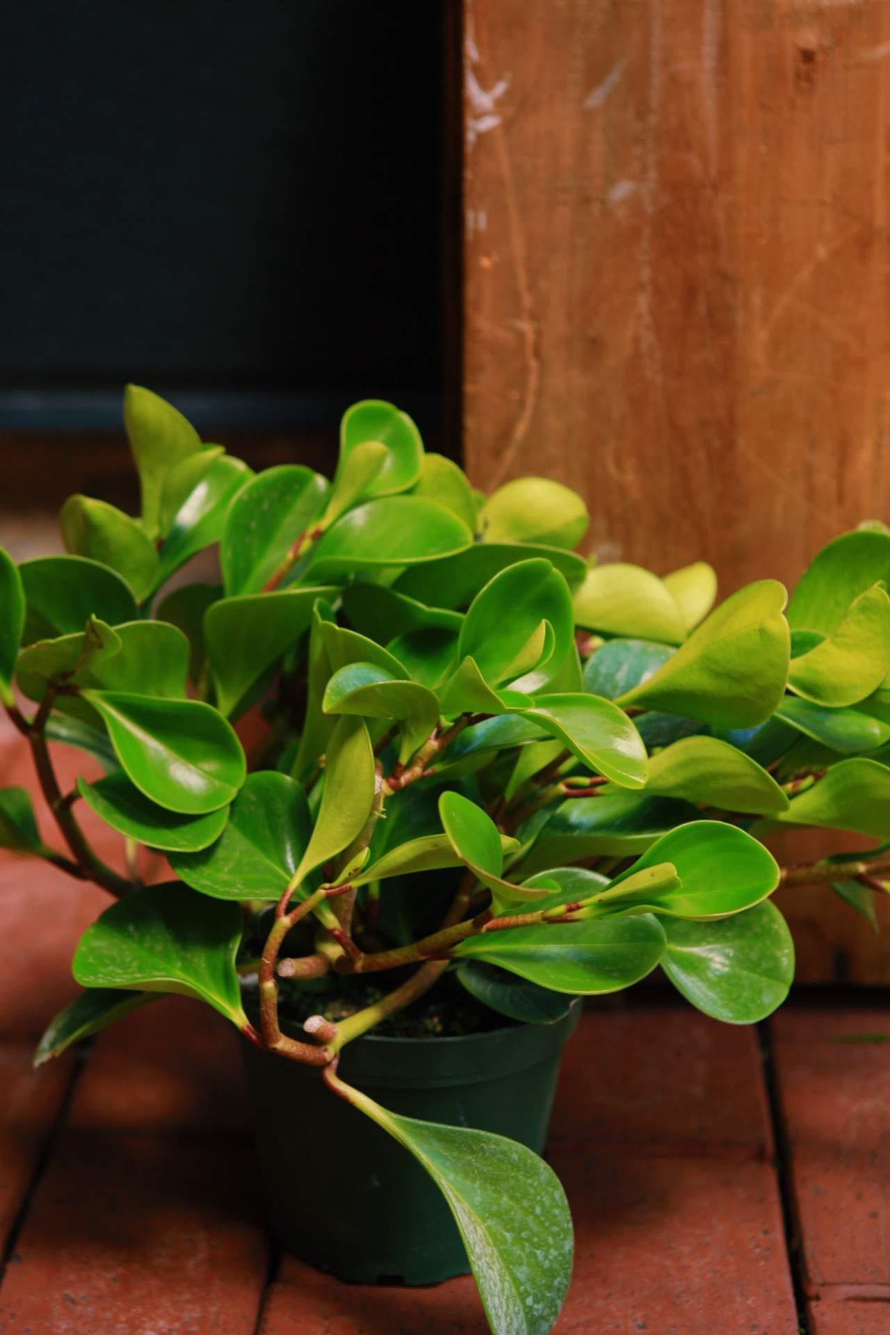 Green Peperomia