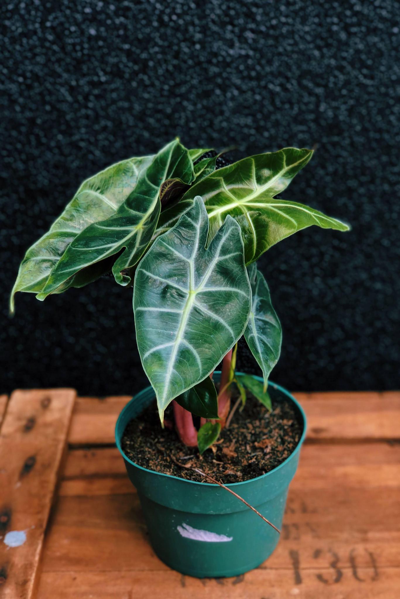 Alocasia 'Morocco'