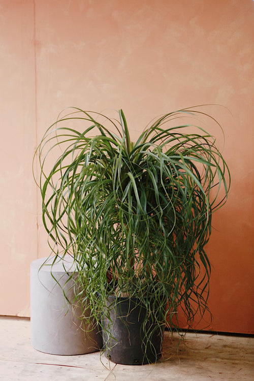 Ponytail Palm