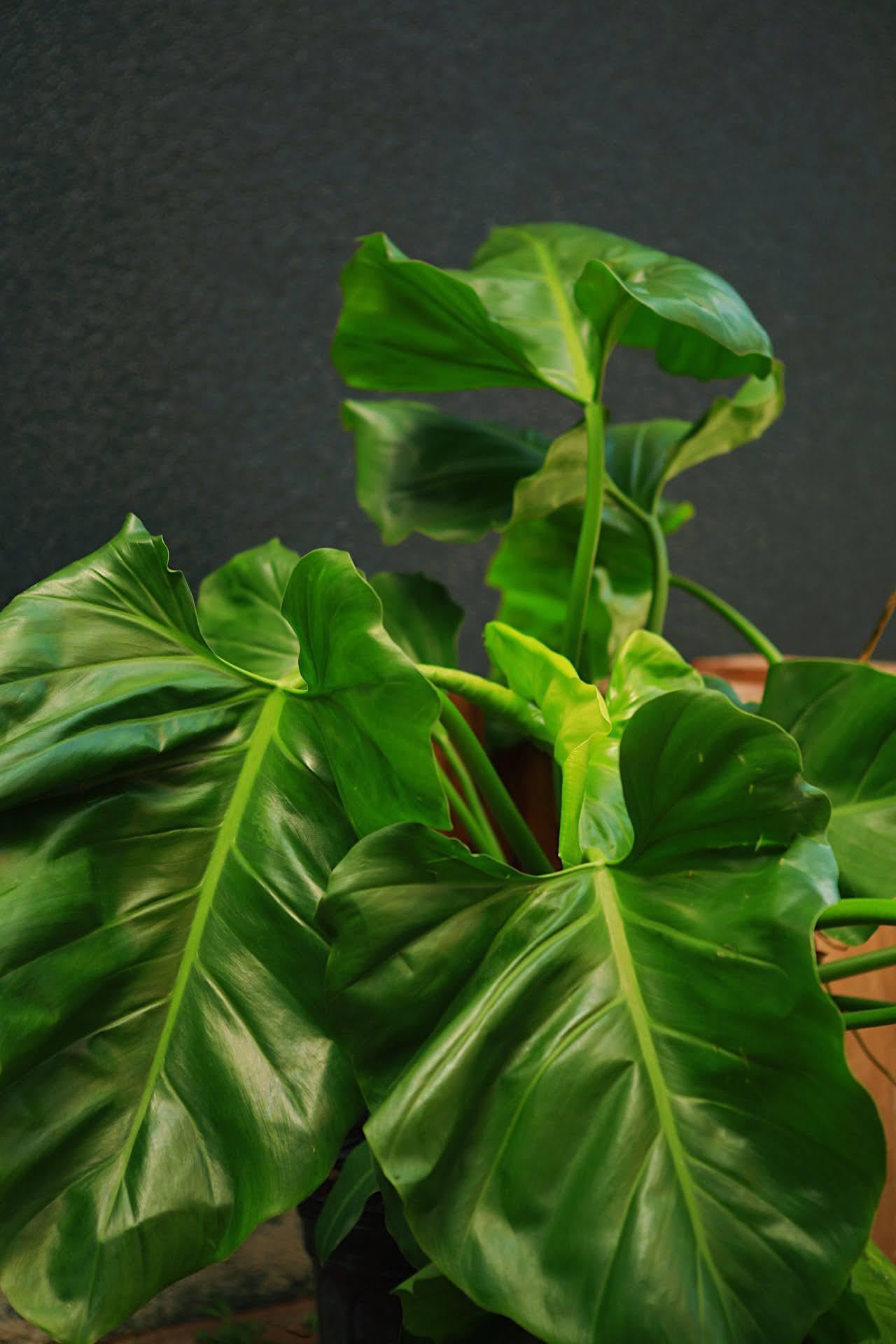 Philodendron Giganteum