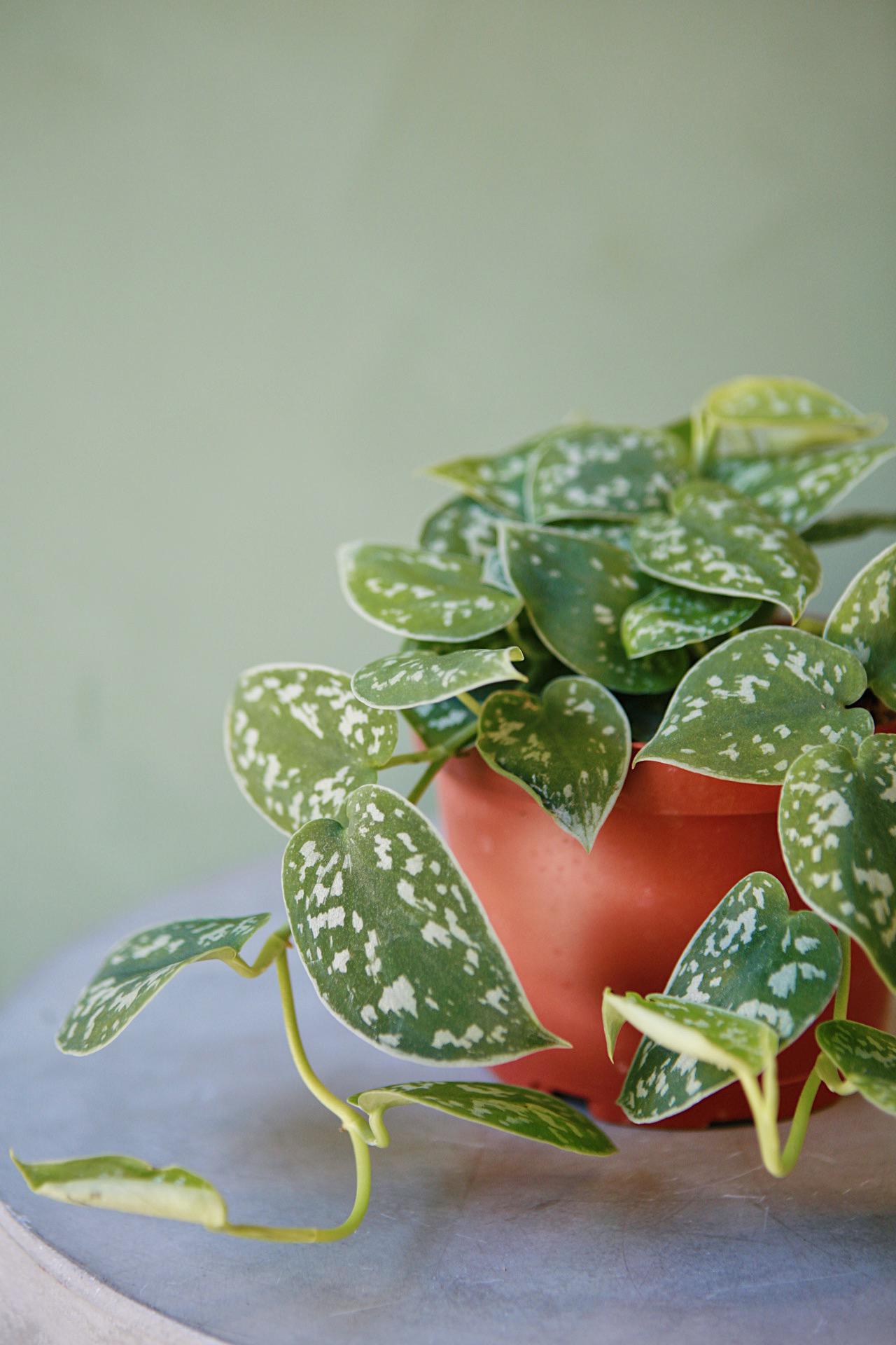 Scindapsus 'Silver Satin'