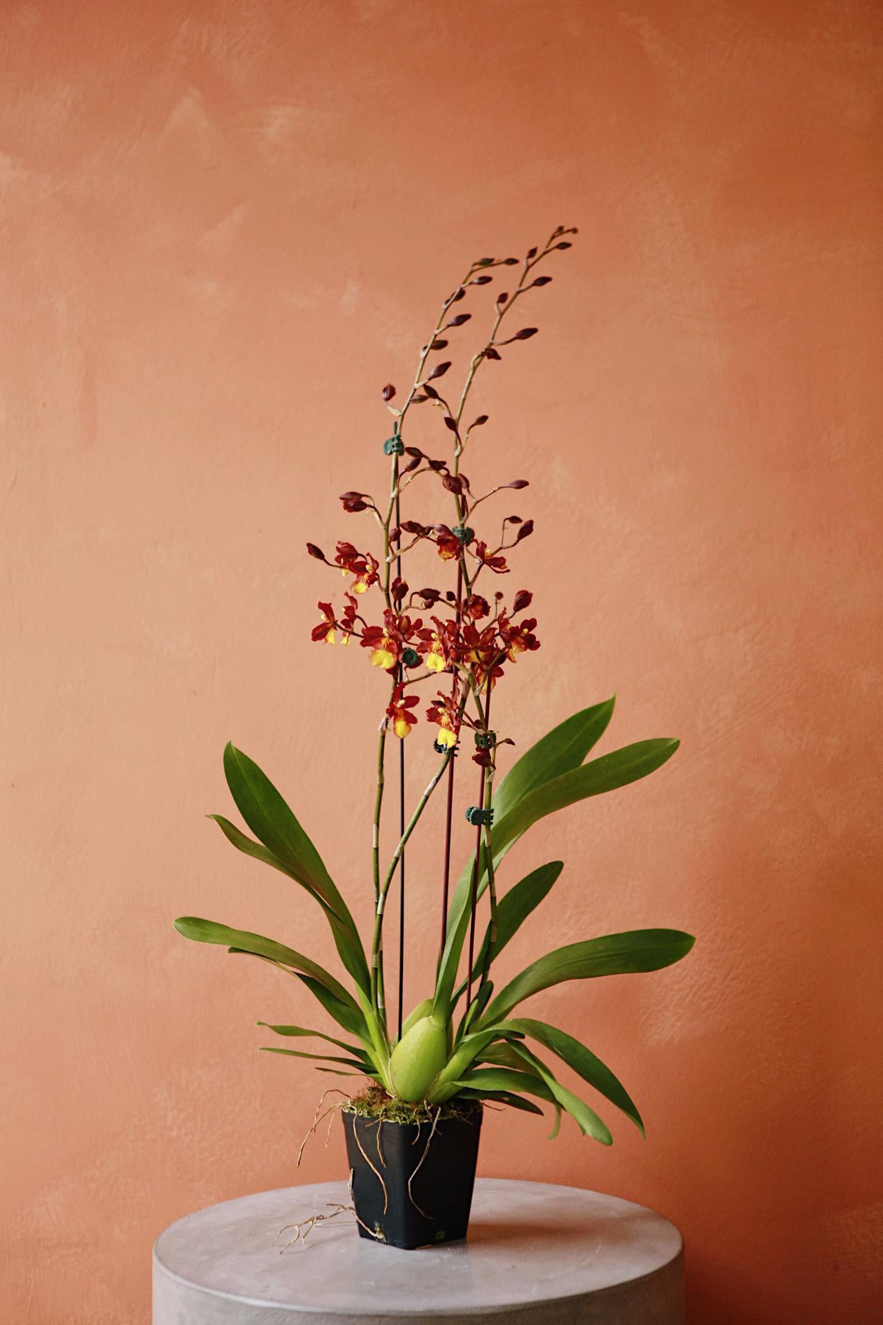 Oncidium deals