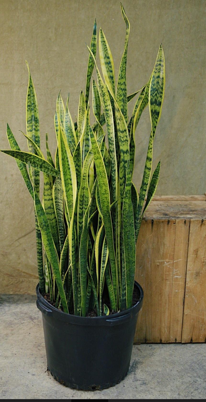 Sansevieria Zeylanica Plant in 14 inch 2024 pot - About 44Inches Tall