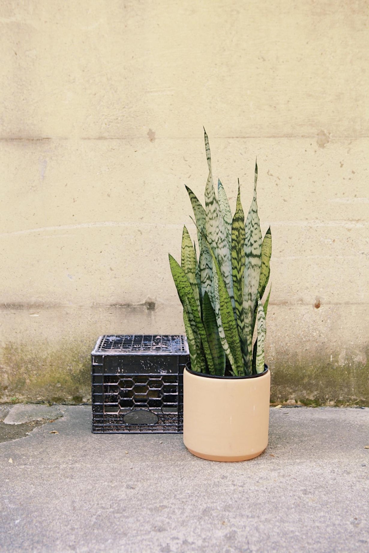 Material Things Reservoir Planter – REWILD